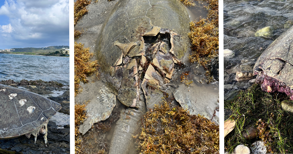 Killed Turtle DPNR: 5 sea turtles killed recently, urges boaters to exercise caution ...