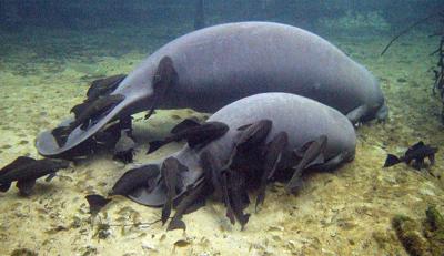 Manatees face new challenge in Florida from harassing, non ...