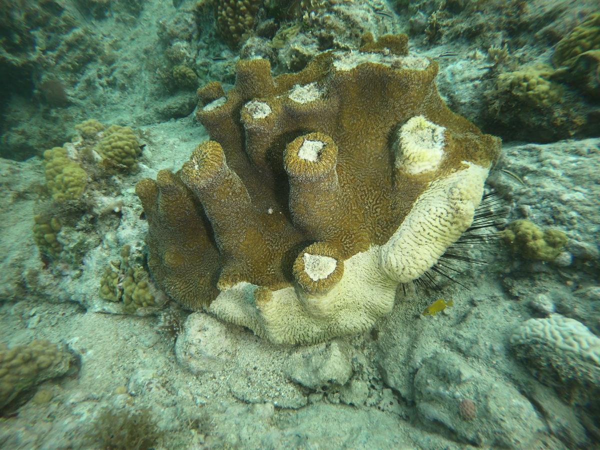 DPNR to hold meeting on stony coral tissue loss disease News