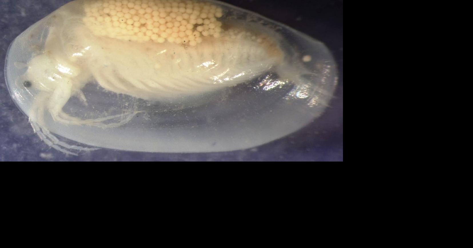 Scientists discover species of ancient shrimp at UVI campus | News ...