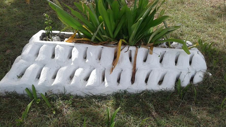 Hands off conch when it's out of season Opinion