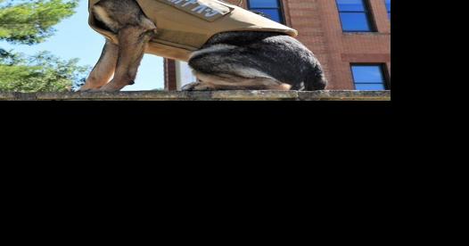 Man is arrested for attacking people with an ax and injuring K-9 dog - Vimarsana News