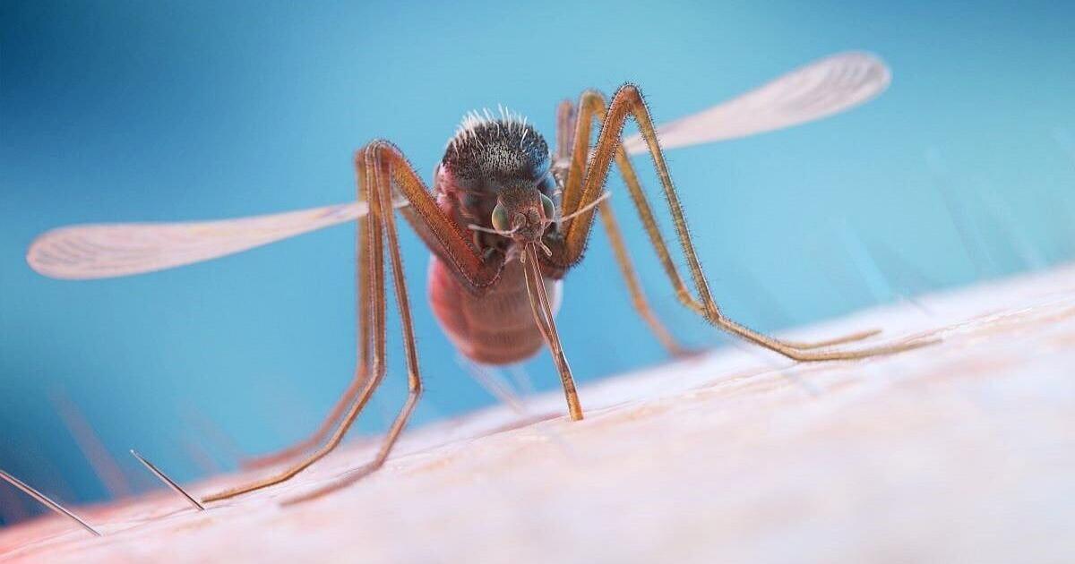 Chikungunya and Dengue Outbreak in Cuba Has Left 33 Dead, Officials Say
