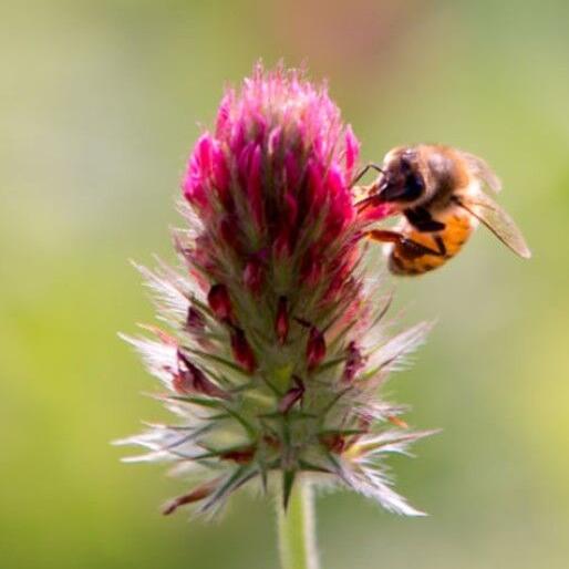 Planting a Pollinator Friendly Garden - Vimarsana News