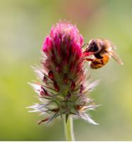 Planting a Pollinator Friendly Garden