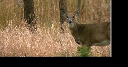 DNR maintains aggressive response to chronic wasting disease - Vimarsana News