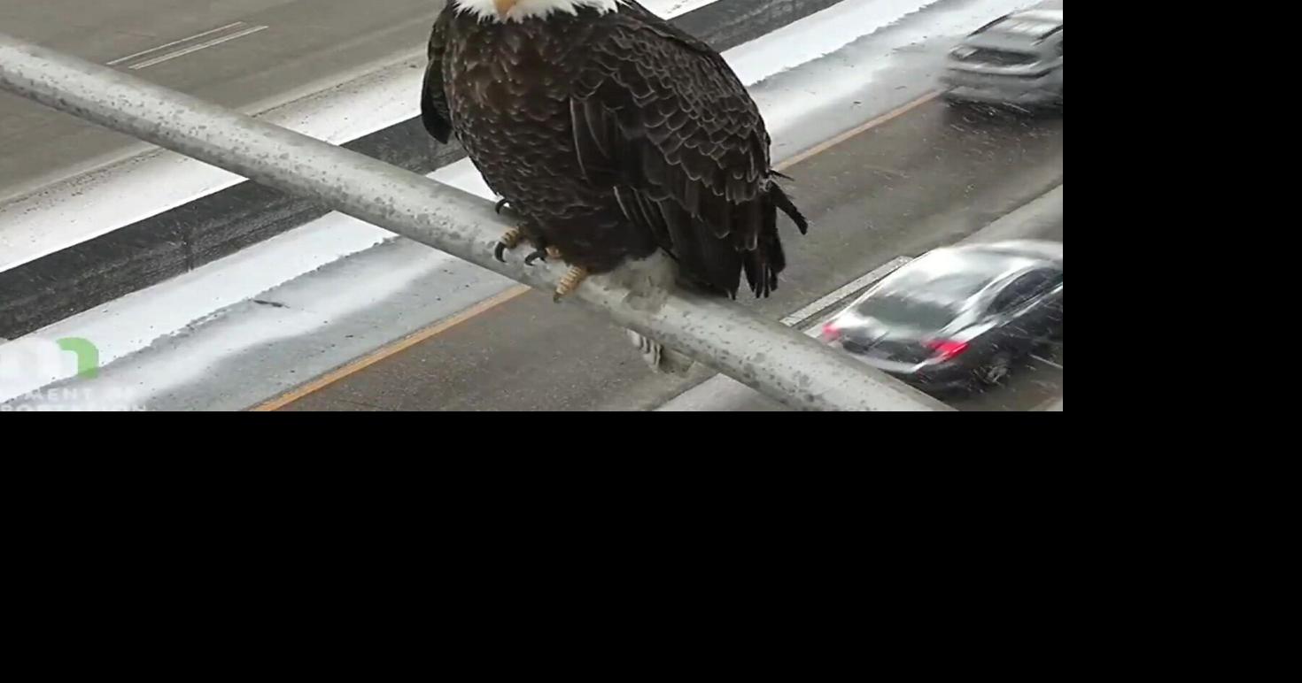 Traffic camera captures eagle eagerly watching passing cars