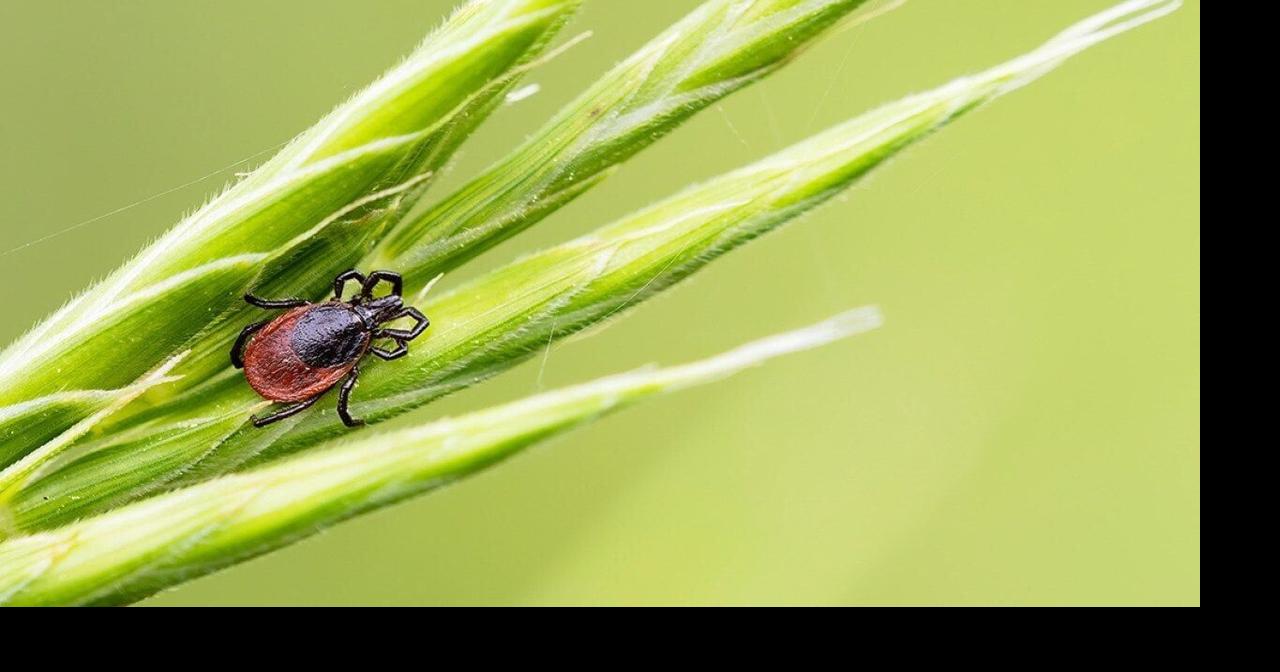 Check yourself or someone else: 2026 is the summer of ticks