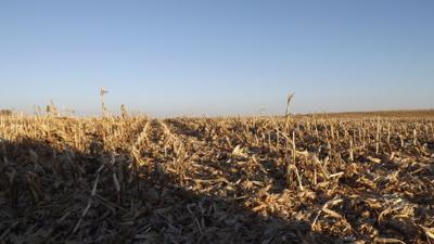 Douglas County Corn Field