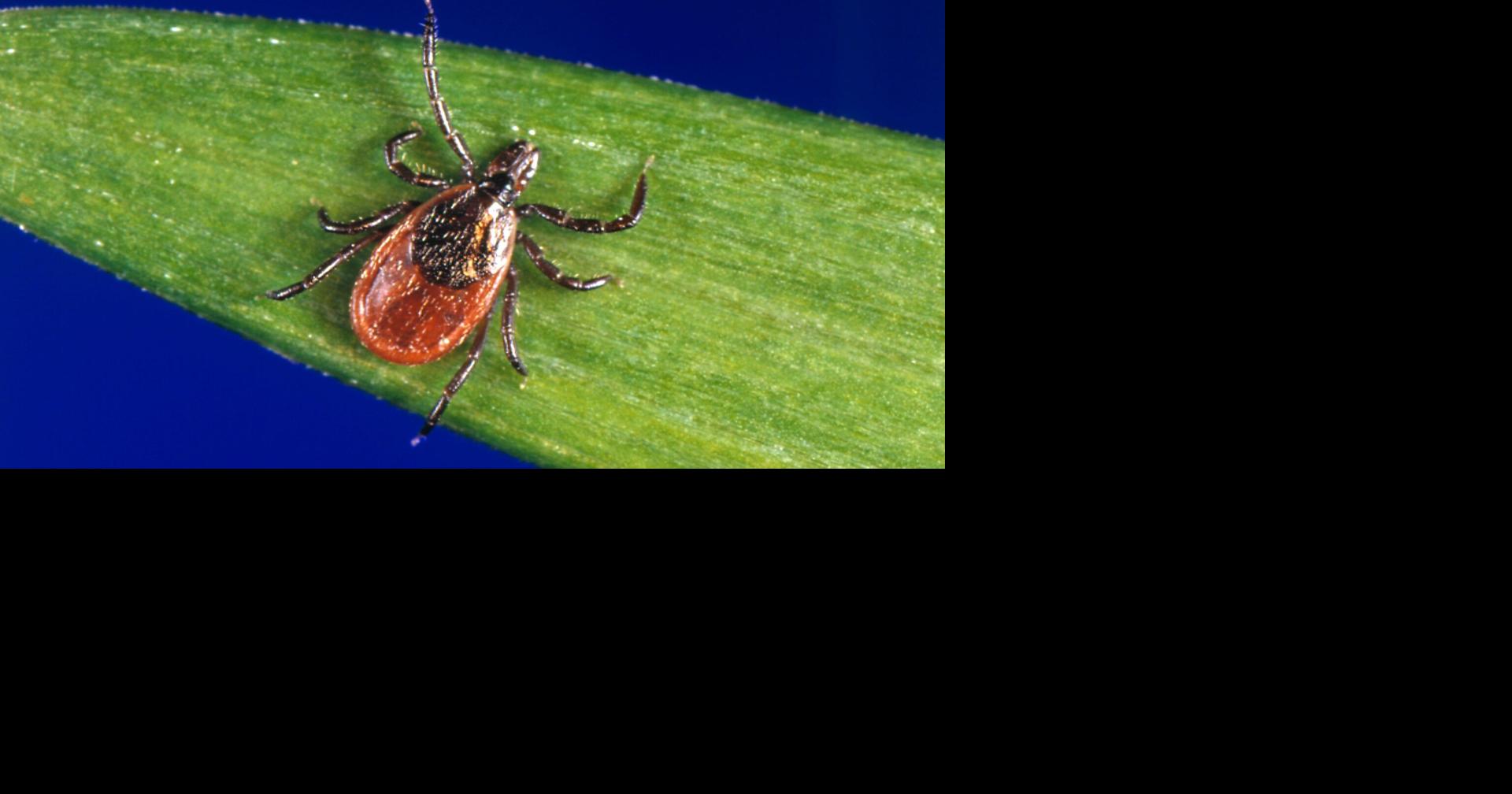 Officials say it is a bad spring for ticks this year across Minnesota