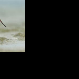 Forty new migratory species win international protection: UN body