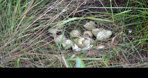 Research Project Continues on Nesting Success Factors for Ring-Necked Pheasant - Vimarsana News