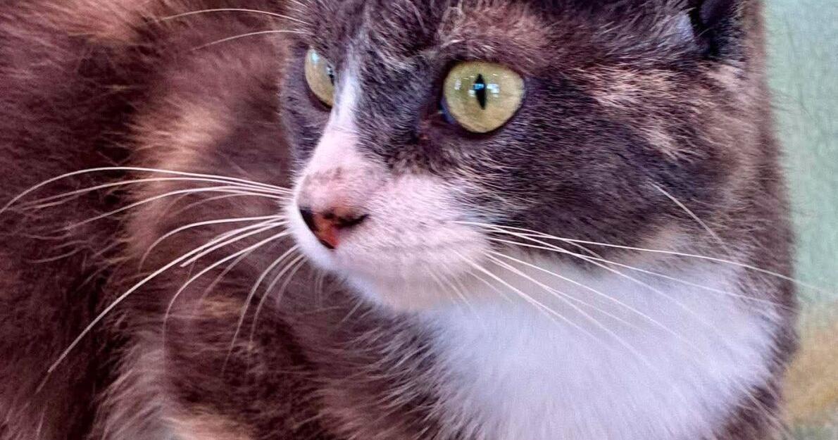Fran is our Pet of the Week from the Lakes Area Humane Society
