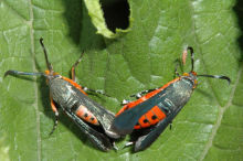 Squash Vine Borers