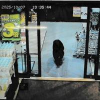 Fatal bear attacks in Japan hit record number