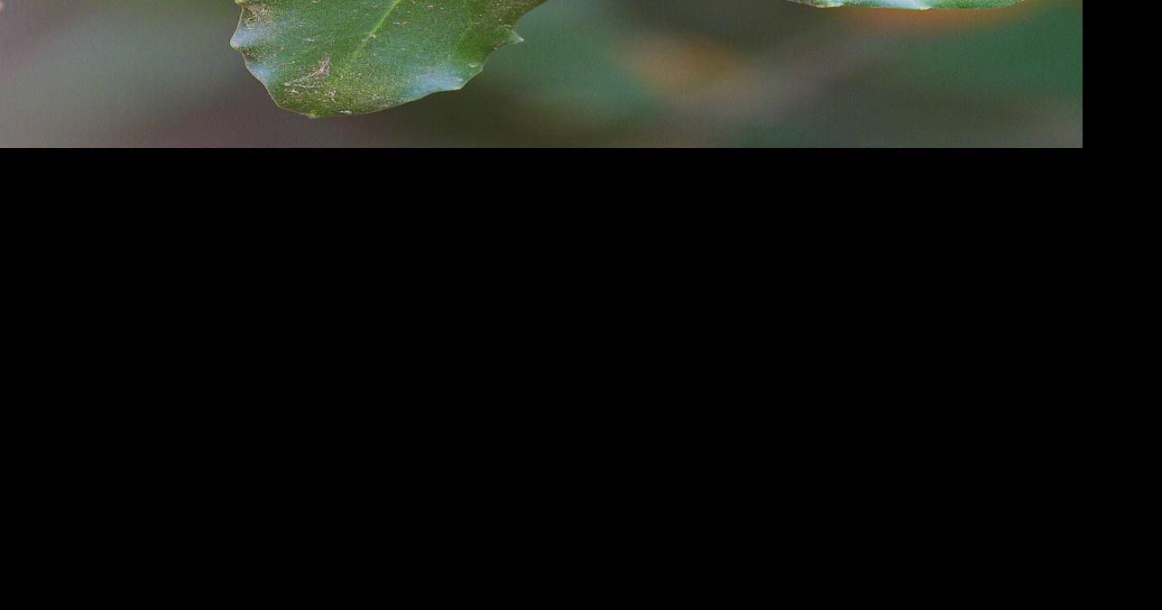 From Chile’s Forests to Fields, Syngenta Brings Botanical-Based Biofungicide to the Americas