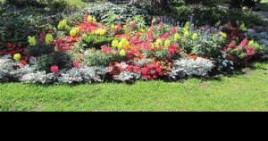 Healthy Soil = Healthy Plants - Vimarsana News
