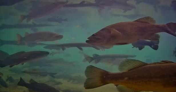 Fish Pond at MN State Fair celebrates its 35th year of memories