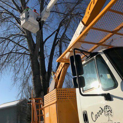 Carr's Tree Service, Inc. Earns Tree Care Industry Association Company Accreditation - Vimarsana News