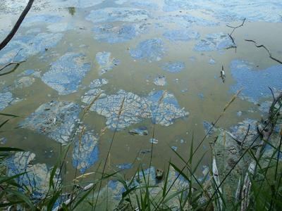 Algae bloom begins to be found in some lakes across Minnesota