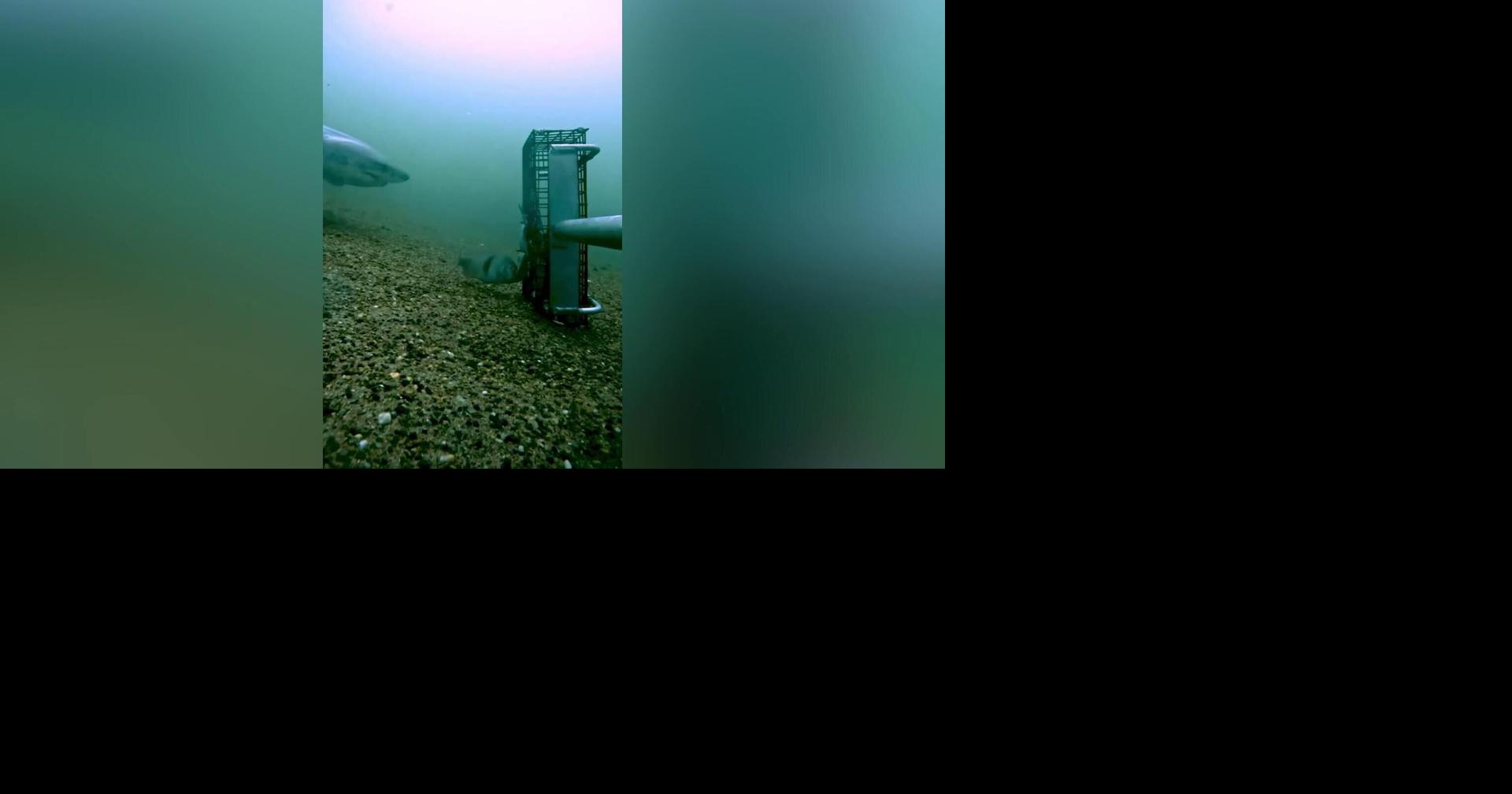First time ‘elusive’ great white shark filmed off Rhode Island coast