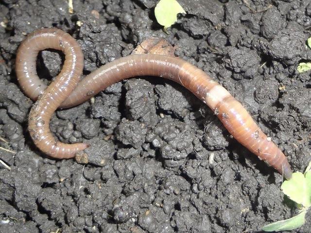 MN agriculture officials say keep an eye out for jumping worms | Local ...