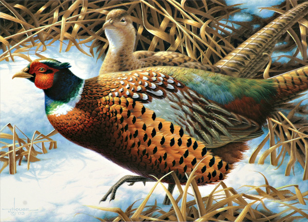 DNR seeks designs for Minnesota s 2015 pheasant stamp Outdoor