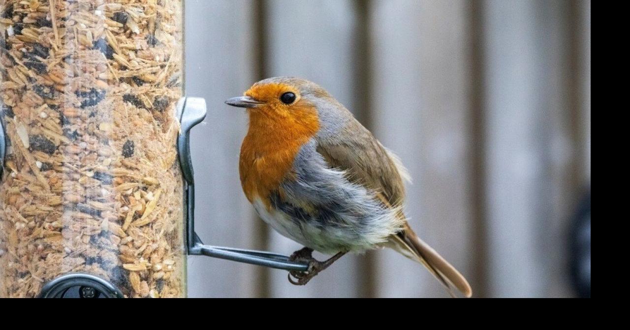 Most commonly seen birds in Minnesota