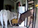 Moo dunnit? Dog lets bull, horse into living room in Australia