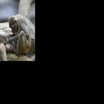 Scientists reveal what drives homosexual behaviour in primates