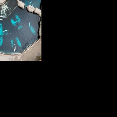 Canada's Marineland gets 'conditional approval' to sell whales to US