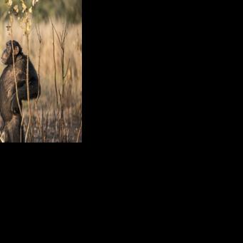 Senegal's spear-wielding savannah chimps yield clues on humanity's past