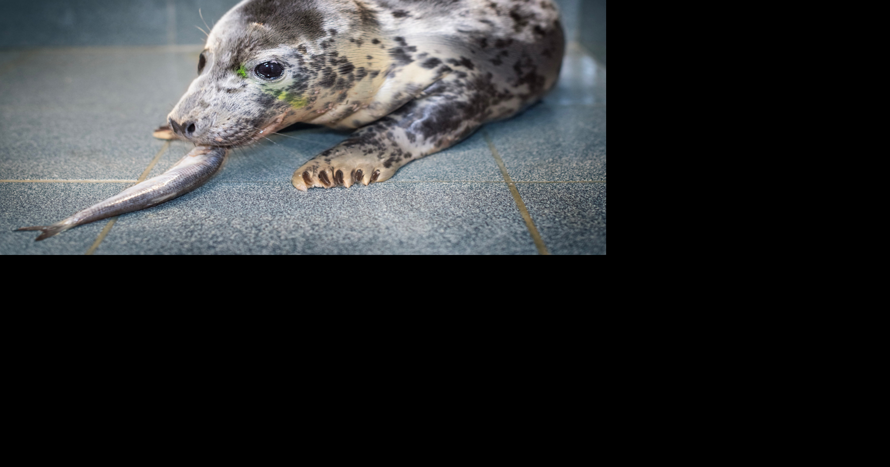 Orphaned seals found abandoned on New Jersey beach rescued