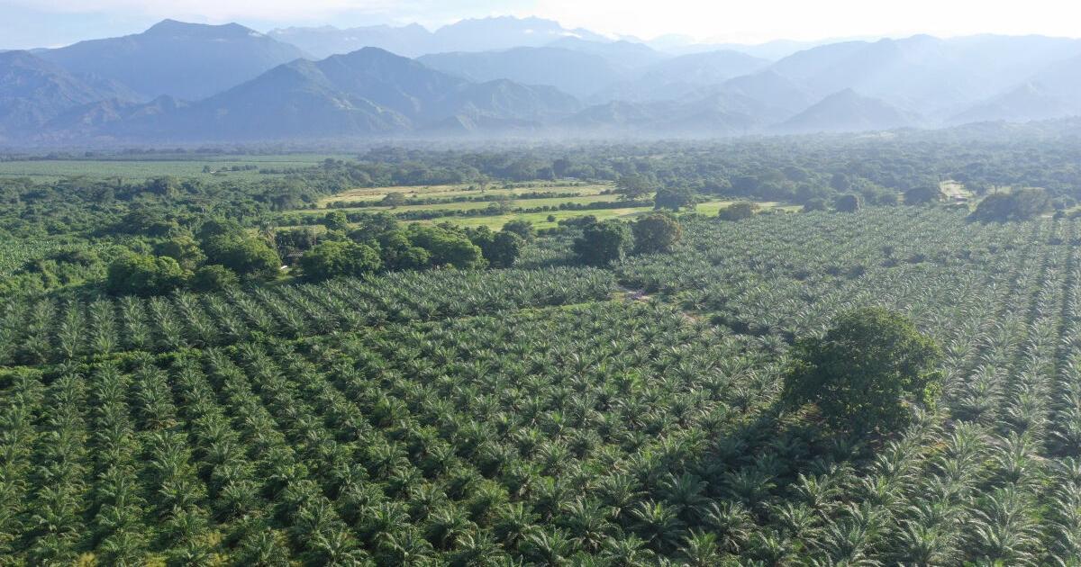 Del Llano Farms™ Achieves Seed Oil Free Certification
