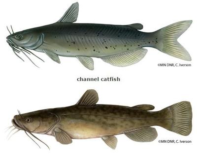 Dnr Question Of The Week Outdoor Voiceofalexandria Com