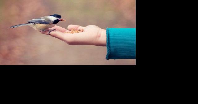 Prairie Lakes Audubon Chapter Meeting: Bird Behavior and Survival Tied to Humans - Vimarsana News