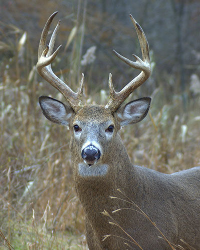 White Tail Deer