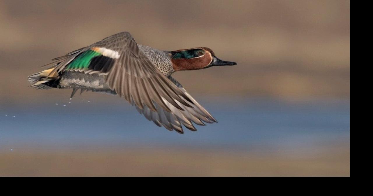 Most commonly hunted migratory birds in South Dakota