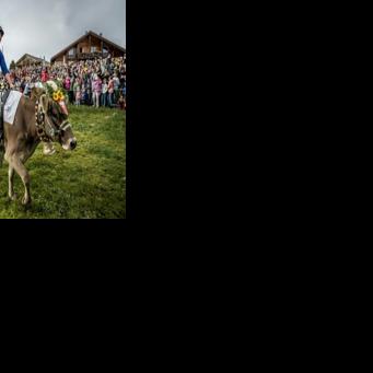 Ready, set, moo! Women jockeys saddle up for Swiss Cow Grand Prix