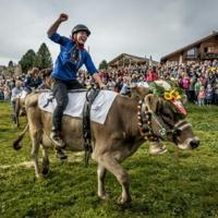 Ready, set, moo! Women jockeys saddle up for Swiss Cow Grand Prix