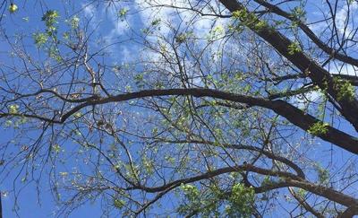 Silver maple trees showing signs of stress