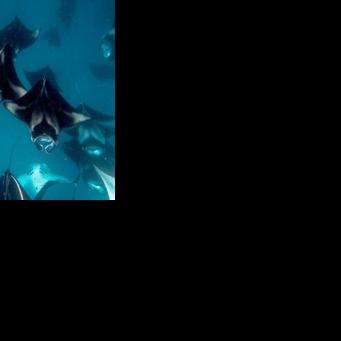 Over 70 shark, ray species win new wildlife trade protections