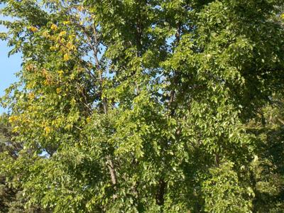 carr's tree service alexandria minnesota