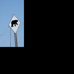 Bear attack on Canada school children injures 11