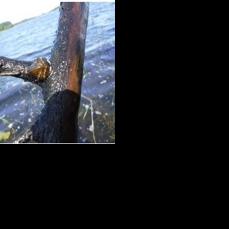DNR Reports Three Cases of Zebra Mussels in MN Lakes/Reservoirs - Vimarsana News
