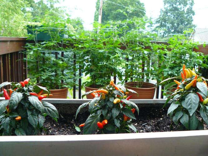 Set Your Container Vegetable Gardens Up for Success