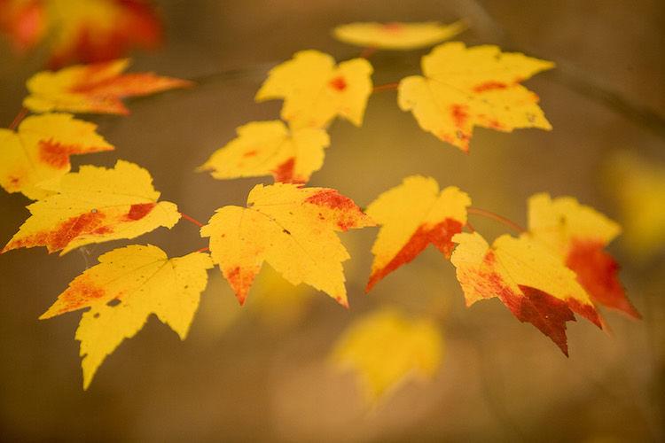 Popular Missouri trees and how they change in the fall News