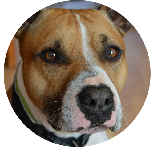 absoluteDOGS - 💡🐾🐶 SPOTLIGHT ON: Pit Bulls and Bully breeds 🐶🐾💡 Pit  Bulls and Bully breeds are the descendants of the English Bulldog and were  known for their exceptional work ethic and