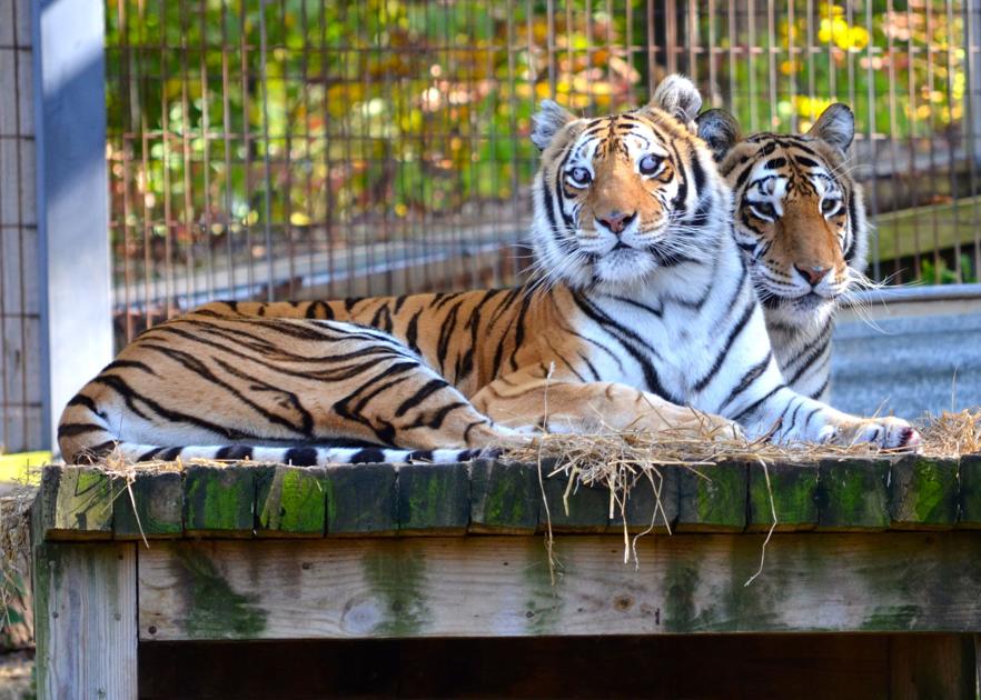 Q A Tiger Expert Speaks On Big Cat Sanctuaries And Abuse In Missouri News Features Vox Magazine