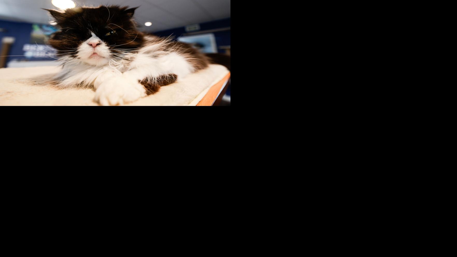 Meet the queens (and king) of Bertha’s Beans, the cafe's three resident cats